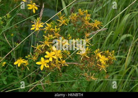 Perforate St.John's wort, Hypericum perforatum, yellow flowering plant on downland scrub, Berkshire, July Stock Photo
