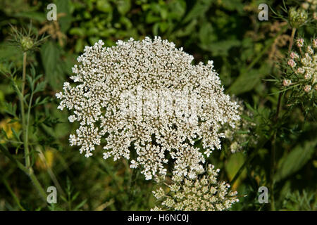 A wild carrot, Daucus corota, flower umbel, Berkshire, July Stock Photo