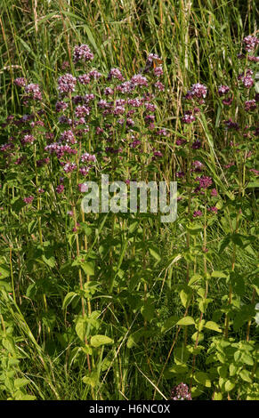 Wild marjoram or oregano, Origanum vulgare, flowering plants on downland grassland, Berkshire, July Stock Photo