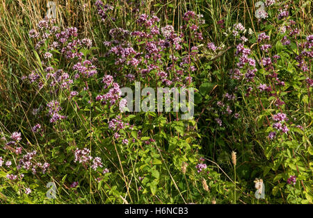 Wild marjoram or oregano, Origanum vulgare, flowering plants on downland grassland, Berkshire, August Stock Photo