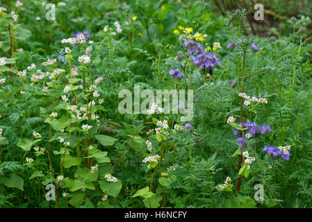 A green manure crop with buckwheat and Phacelia grown in a vacant vegetable garden, Berkshire, September Stock Photo