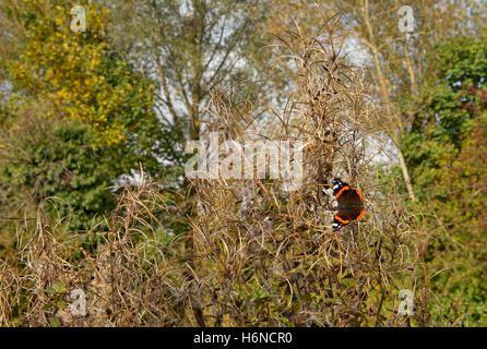 A red admiral butterfly, Vanessa atalanta, in October sunshine on seeding greater willowherb