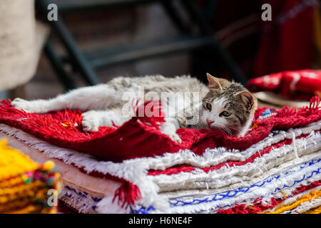 Grey cat resting on a bunch of colorful carpets Stock Photo