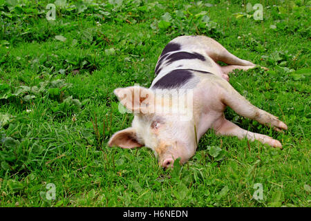 useful animals Stock Photo