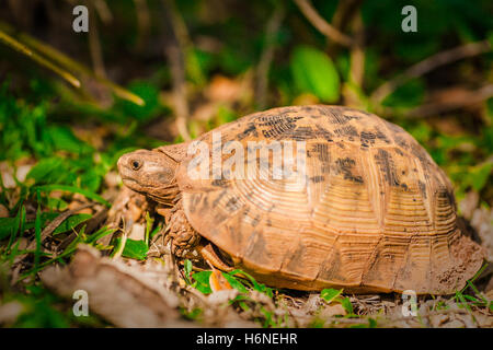 Terrestrial turtles resting on the grass Stock Photo