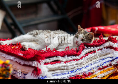 Grey cat resting on a bunch of colorful carpets Stock Photo