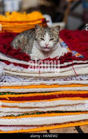 Grey cat resting on a bunch of colorful carpets Stock Photo