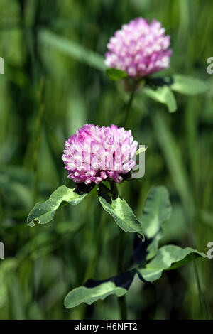 red clover Stock Photo