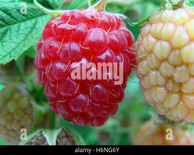 autumn raspberry  Stock Photo