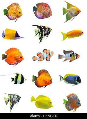 group of saltwater fishes on a white background Stock Photo - Alamy