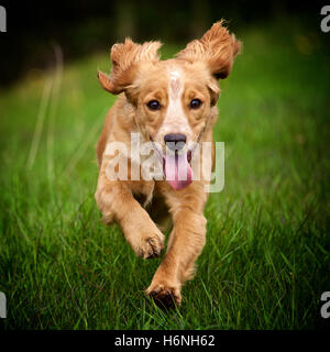 Golden cocker spaniel dog running through a grass field Stock Photo