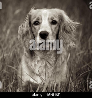 Close up of a cocker spaniel sat in long grass Stock Photo