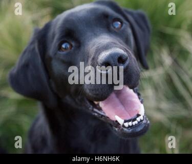Close up Photograph of a Happy Black Labrador Stock Photo