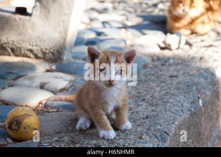 home animals Stock Photo