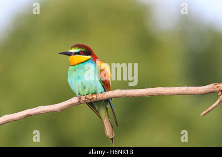 rare colored bird sitting on a dry branch Stock Photo