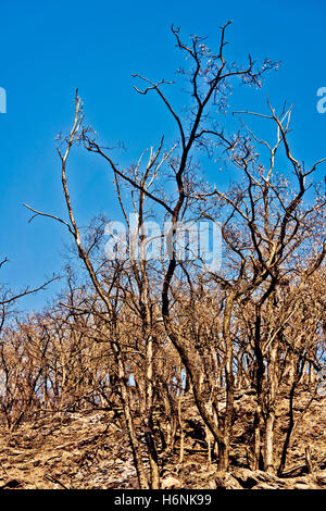 deforestation, global warming and drought concept Stock Photo