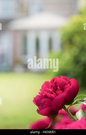 Peony rose in a garden Stock Photo