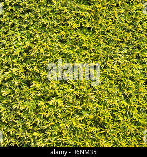 Hedge green leaves similar grass texture background or pattern Stock Photo