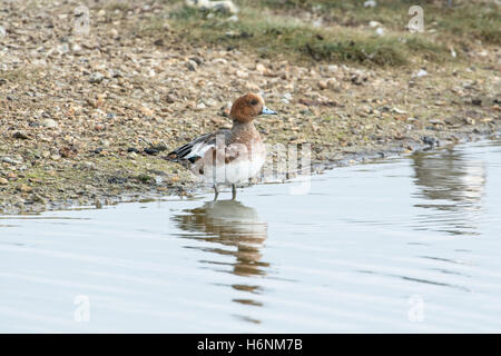 Wigeon (Anas penelope). Male (drake) in partial eclipse plumage Stock Photo