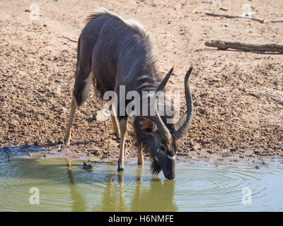 Male nyala antelope drinking at waterhole Stock Photo