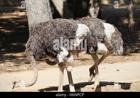 Ostrich bird with a long neck, Thailand, South East Asia Stock Photo