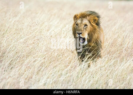 Adult Wild Male Lion, Panthera leo, walking, roaring or yawning, wind blowing mane, Masai Mara National Reserve, Kenya, Africa Stock Photo