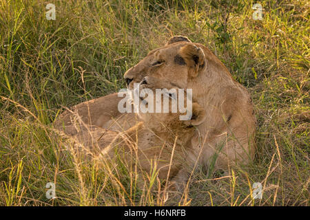 Affectionate moment between Lion Cub and Mother Lioness,  Panthera leo, Masai Mara National Reserve, Kenya, East Africa Stock Photo