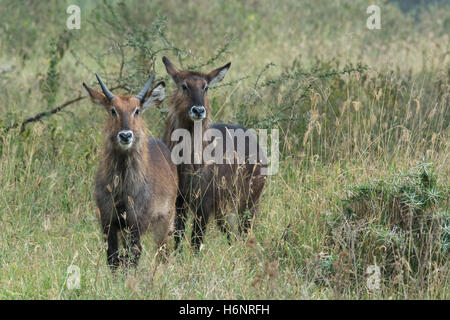 Pair of Adult Wild Defassa Waterbucks, Kobus ellipsiprymnus defassa, standing together looking front, Nakuru National Park, Kenya Stock Photo