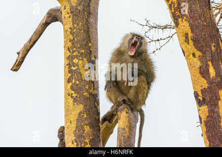 One Adult Wild Olive Baboon Papio anubis, yawning with a wide mouth showing teeth, Ol Pejeta Conservancy, northern Kenya, Africa Stock Photo