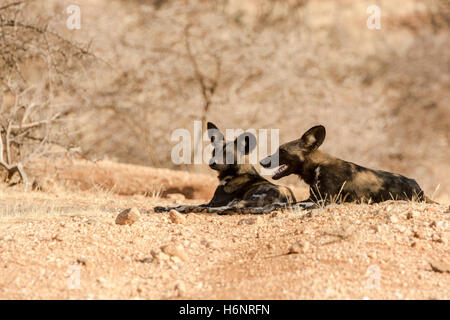 Two African or Painted Wild Dogs, Lycaon pictus, lying together in the Buffalo Springs Game Reserve, Samburu, Kenya, East Africa Stock Photo