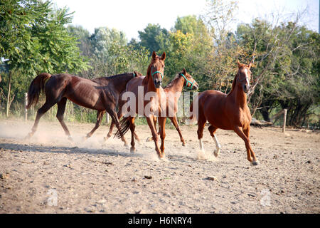 Beautiful chestnut colored horses galloping in the pinfold Stock Photo