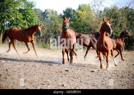 Thoroughbred young hungarian gidran stallions runs across in summer corral Stock Photo