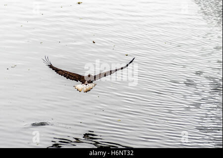 Golden Eagle (Aquila chrysaetos) flying over the beach  Mora Beach, Washington state, USA - motion picture Stock Photo