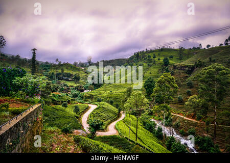 mackwood tea plantation in  Nuwara Eliya, sri lanka, asia Stock Photo