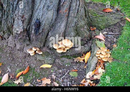 Wild mushrooms growing under a tree in a public park Stock Photo