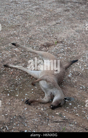 Roadkill kangaroo in the Barossa Valley, South Australia Stock Photo