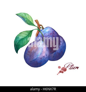 Branch with leaves and plums. Hand drawn watercolor painting on white ...