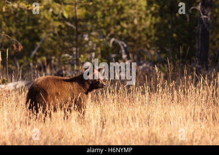 A young brown colored (cinnamon) black bear looks for food among the tall yellow grasses in Yellowstone National Park Stock Photo