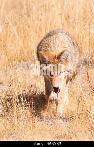 A young coyote stares into the camera as he walks toward it through tall, dead grasses, hunting for food in Yellowstone National Stock Photo