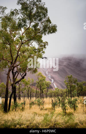 Detail of trees at Uluru in wet weather Stock Photo