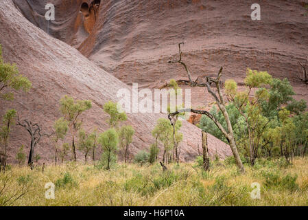 Detail of trees at Uluru in wet weather Stock Photo