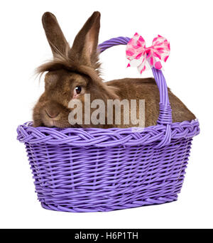 Cute chocolate colored Easter rabbit lying in a purple basket Stock Photo