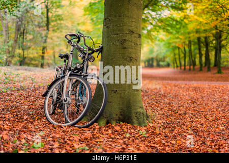 Bicycles against tree in autumn forest Stock Photo