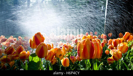 plants flowers Stock Photo