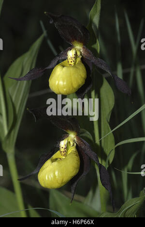 lady's slipper orchid Stock Photo