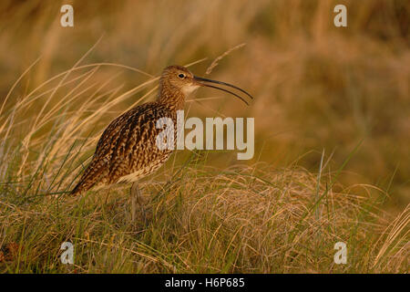 Eurasian Curlew / Brachvogel ( Numenius arquata ) standing in marram grass, singing its melodious courtship song, evening light. Stock Photo