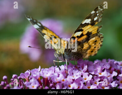 butterfly c-fuchs Stock Photo