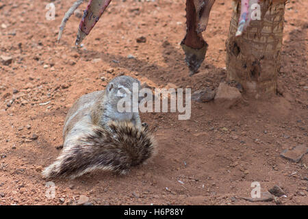 Ground squirrel (Marmotini) Stock Photo