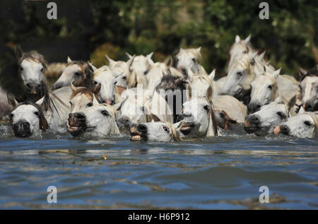 useful animals Stock Photo