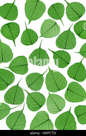 leaf leaves skeleton lawn green backdrop background foliage texture close still life arrangement beautiful beauteously nice Stock Photo